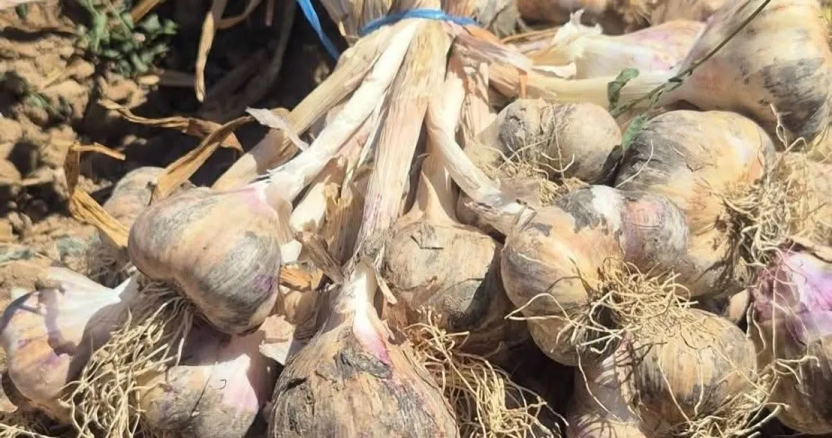 Antalya Elmalı Gilevgi Sarımsağı Hasadı Başladı! İşte Fark Yaratan Özellikleri