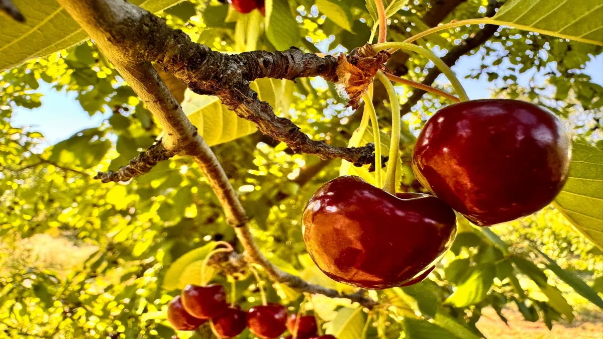 Afyon'da kiraz hasadı başladı İhracatlık kiraz 60 TL'den alınıyor