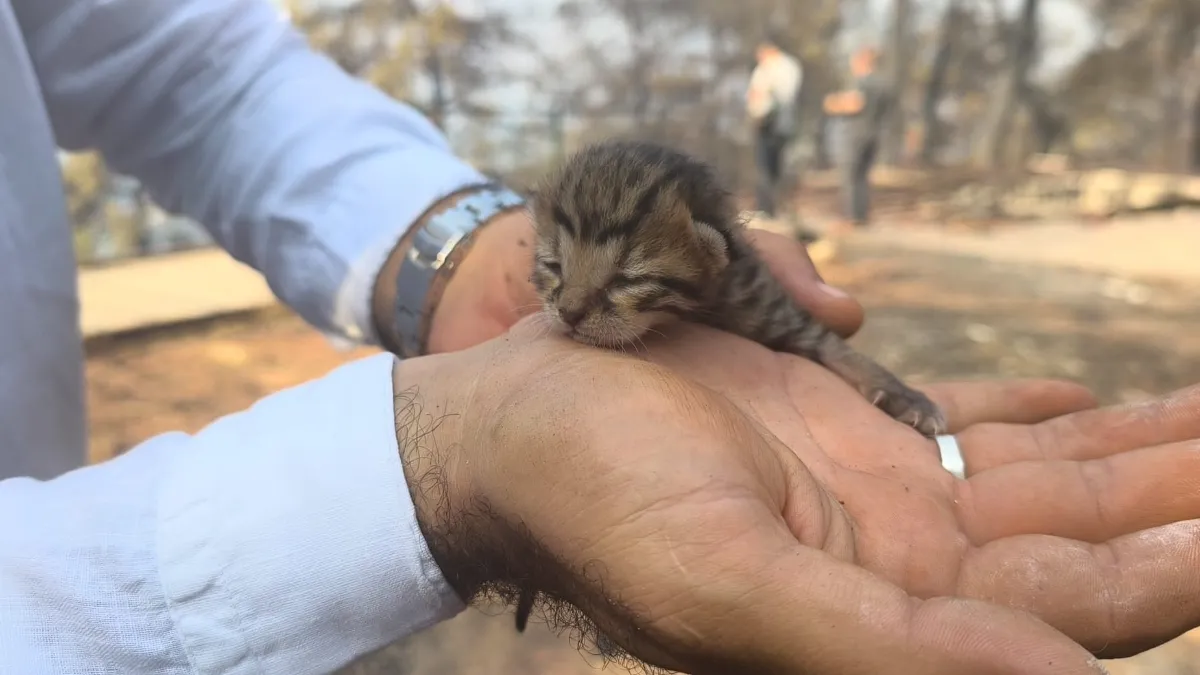 Alevlerden kurtulan kediye İHA ekibi kucak açtı