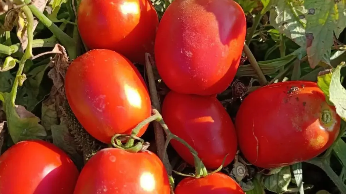 Aydın'da 12 bin 94 dekarda domates hasadı sürüyor