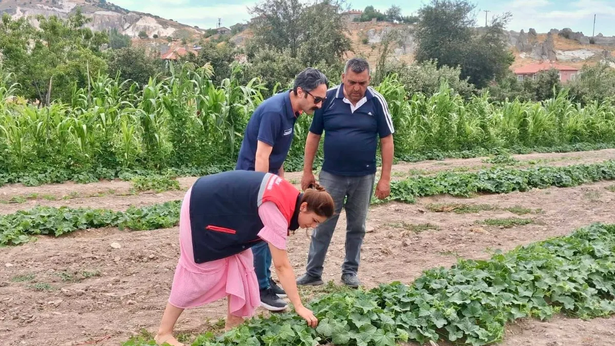 Barbunya ve kornişon salatalık da hastalık ve zararlı denetimi