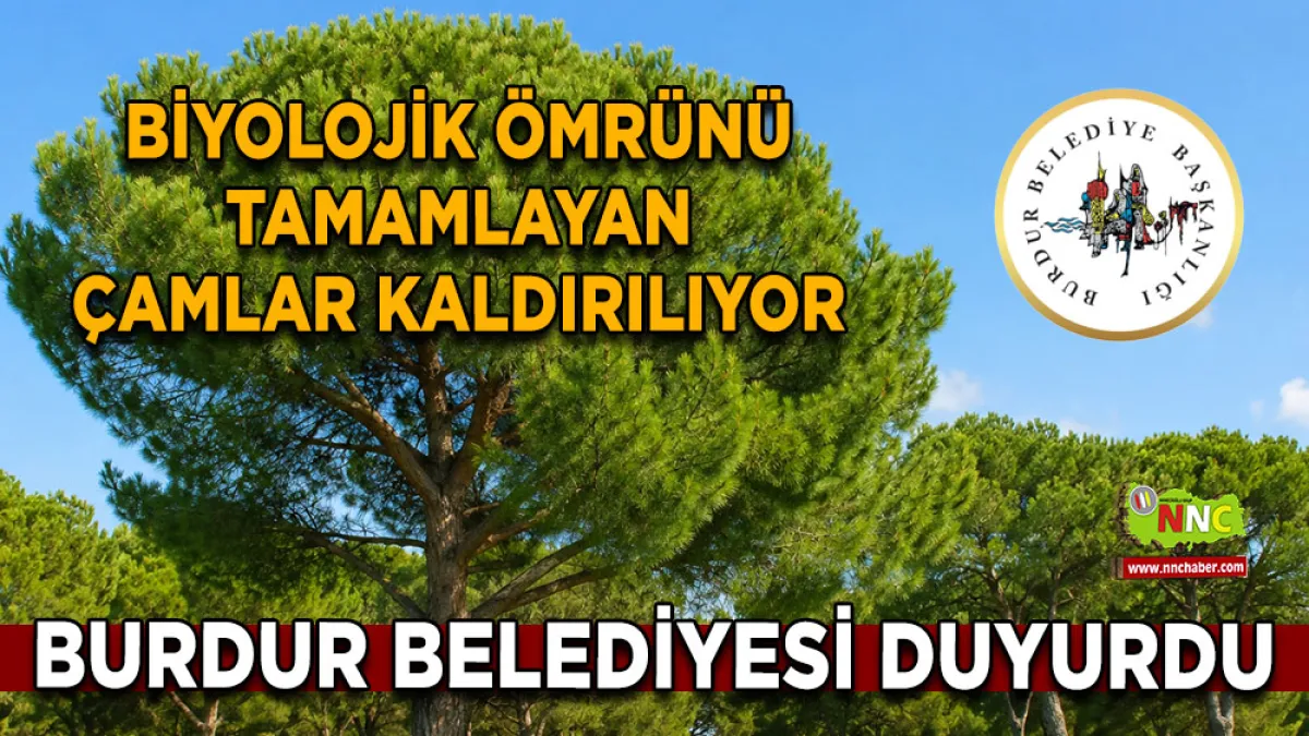 Burdur Belediyesi duyurdu Biyolojik ömrünü tamamlayan çamlar kaldırılıyor