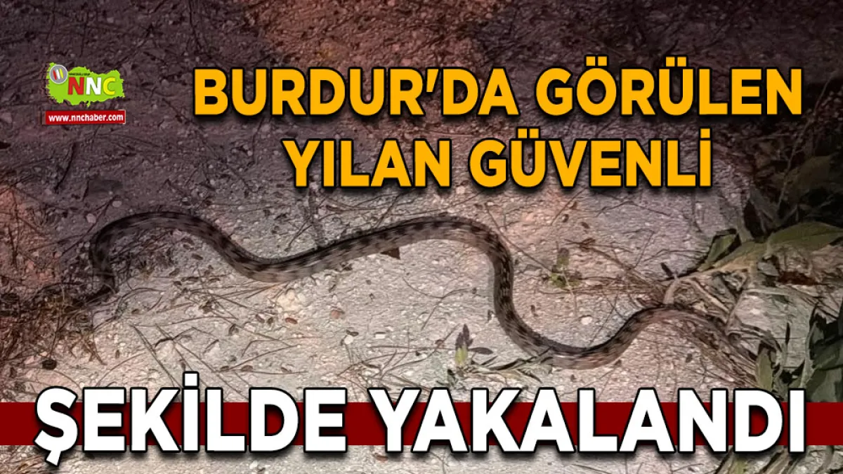 Burdur'da görülen yılan güvenli şekilde yakalandı