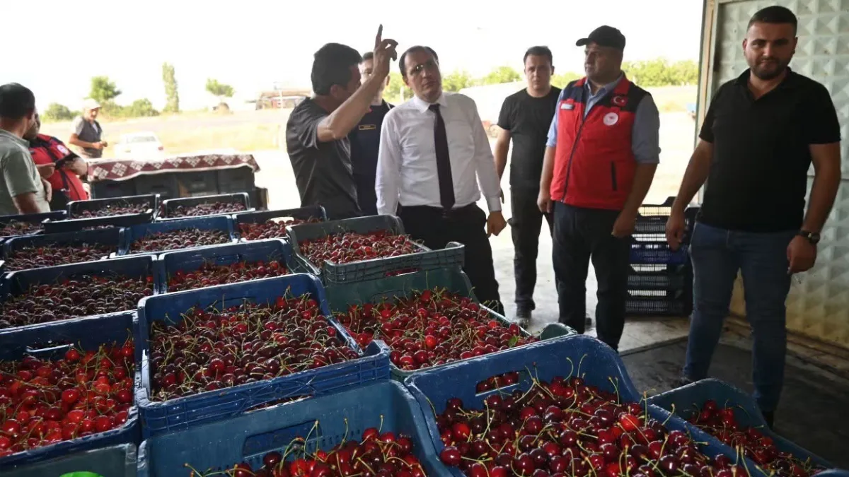 Çay'da kiraz hasadı başladı