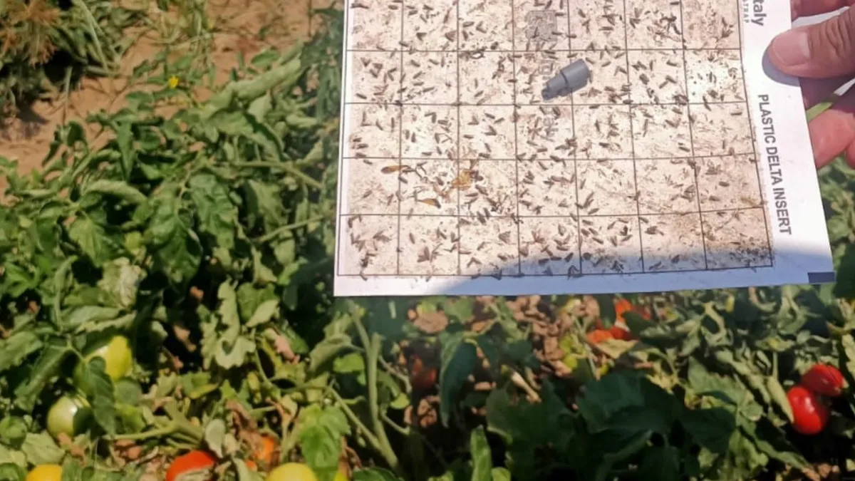 Domates, pamuk ve ayçiçeği tarlalarında saha denetimi