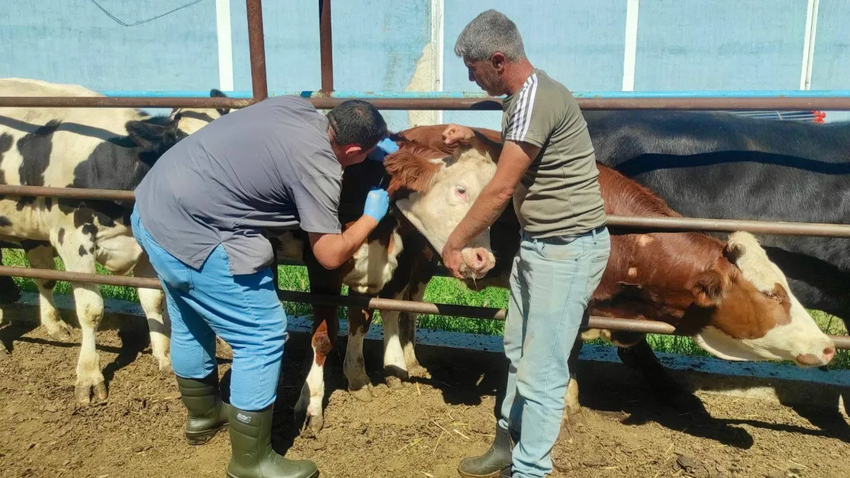 Hayvan sağlığının korunmasına yönelik çalışmalar sürüyor