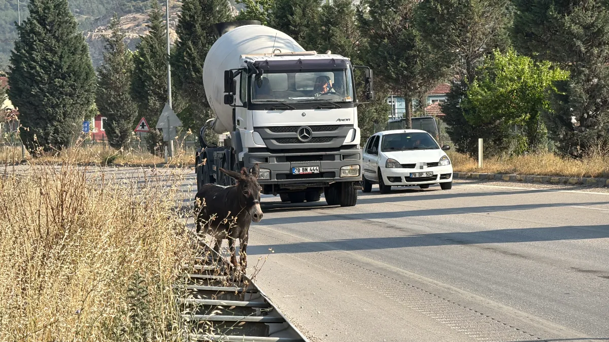 Kara yoluna çıkan eşek trafiği tehlikeye düşürdü