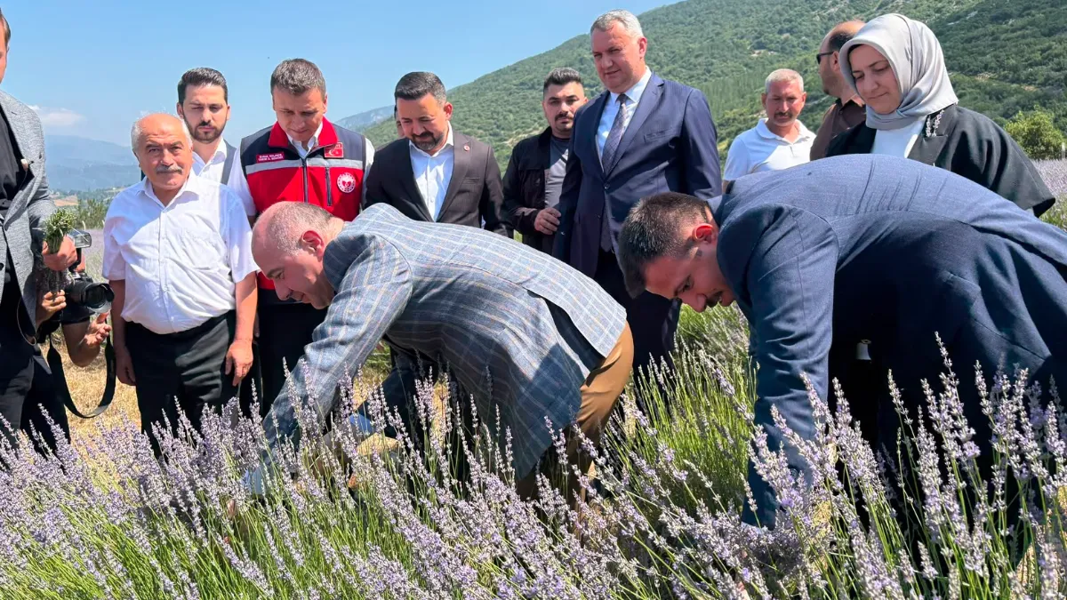 Lavanta hasadının bereketi Uygar'a umut olacak