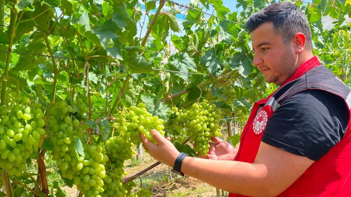 Sarıgöl'de üzüm hasatları başladı