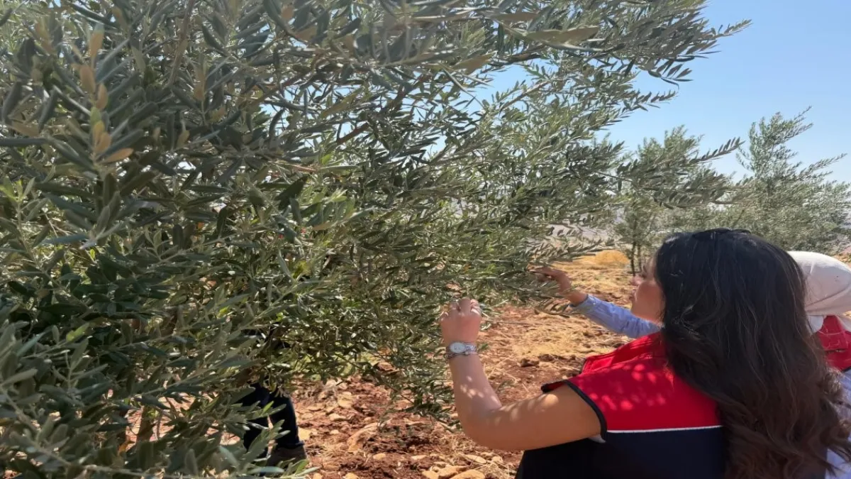 Şırnak’ta zeytin bahçelerinde hasar tespit çalışmaları başlatıldı