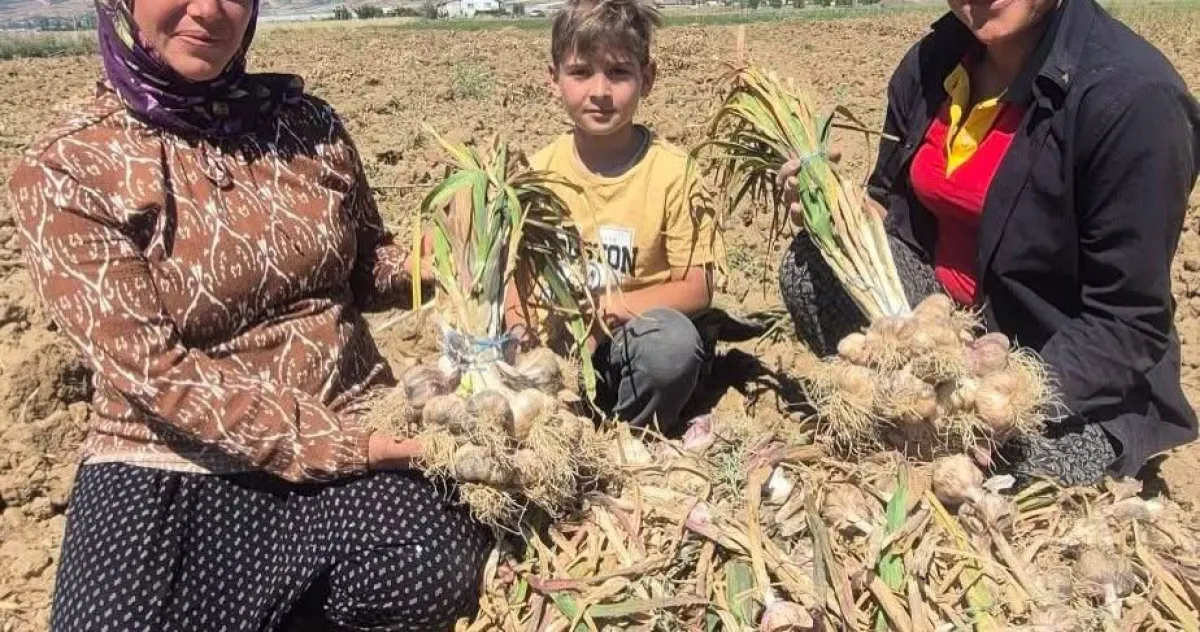 Antalya Elmalı Gilevgi Sarımsağı Hasadı Başladı! İşte Fark Yaratan Özellikleri