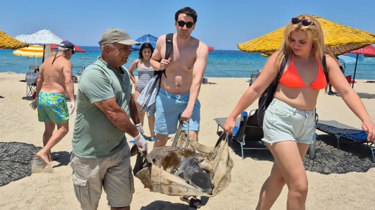 Üremek için geldikleri kıyılarda 3 caretta caretta ölü bulundu
