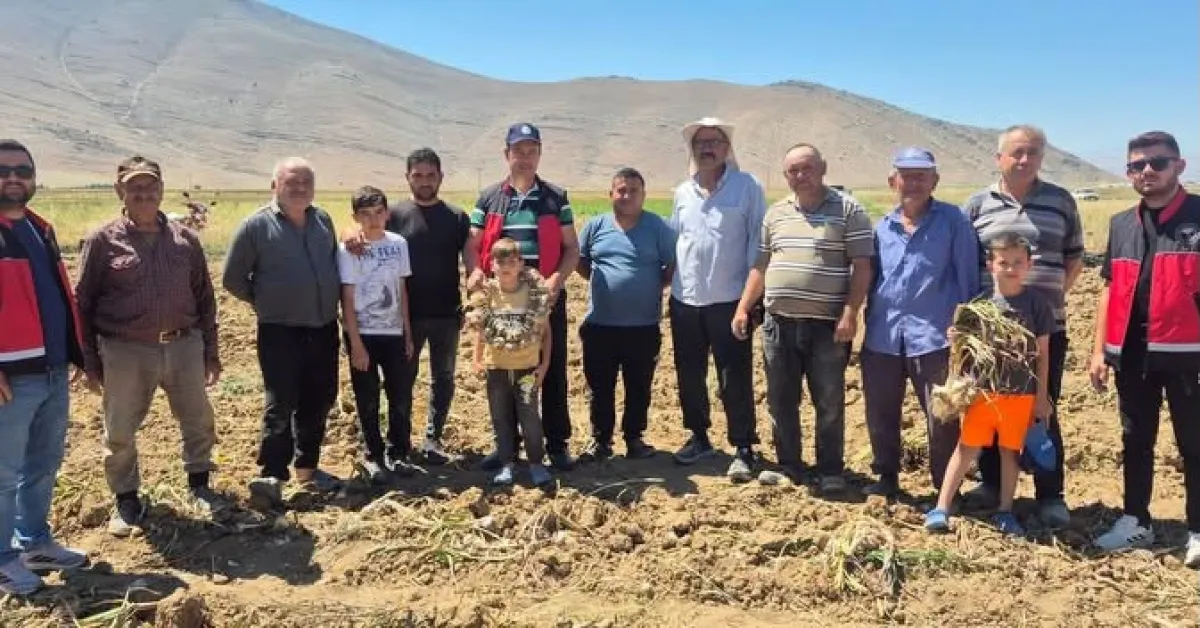Antalya Elmalı Gilevgi Sarımsağı Hasadı Başladı! İşte Fark Yaratan Özellikleri