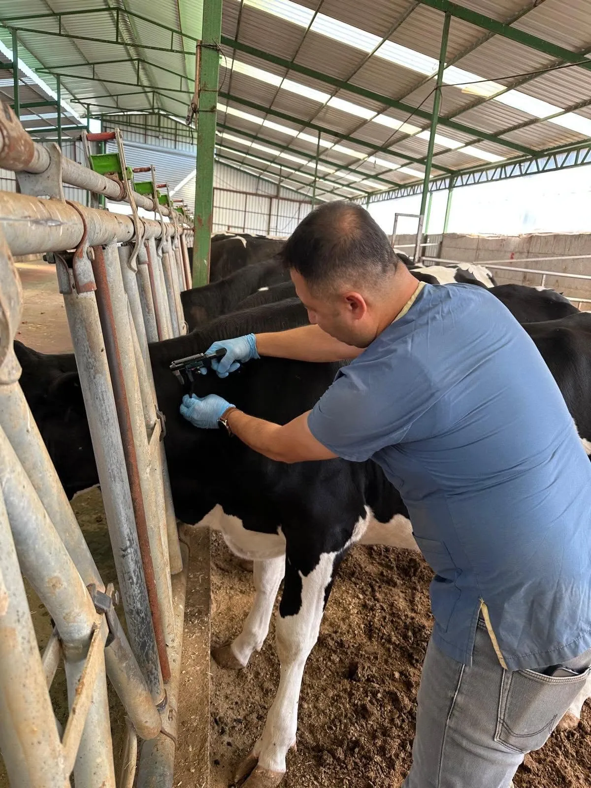 Çavdır’da hayvan sağlığı için koruyucu çalışmalar sürüyor