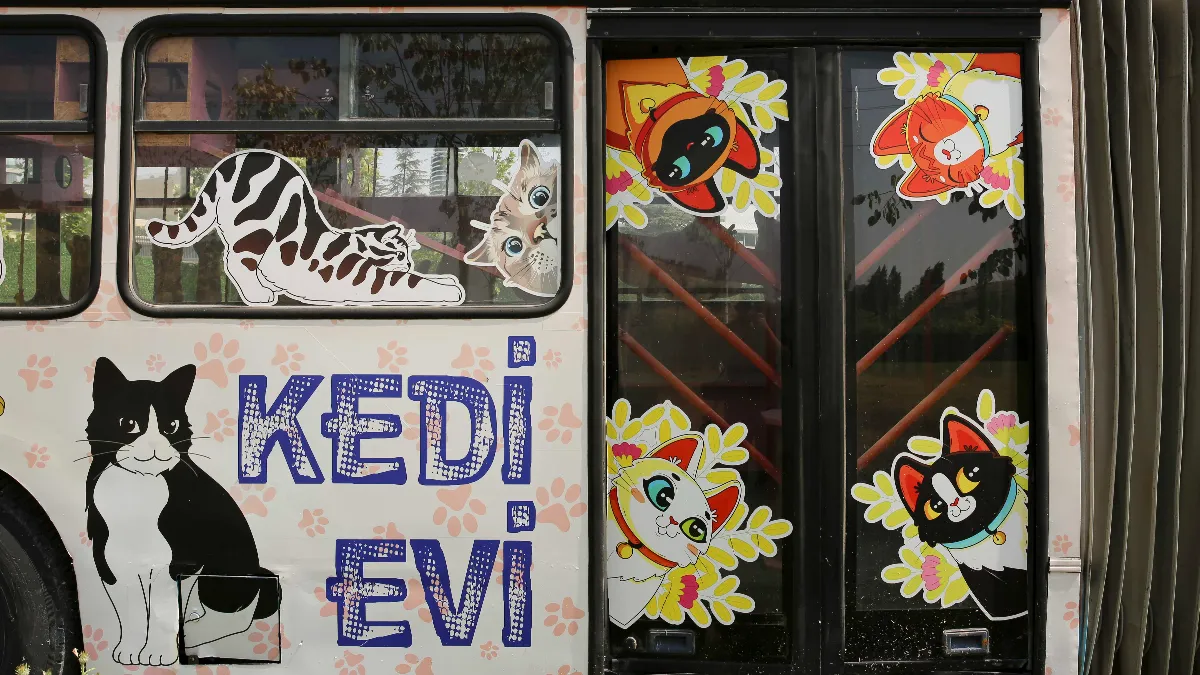 ABB’den Yalnızca Kedilere Özel Yeni Merkez