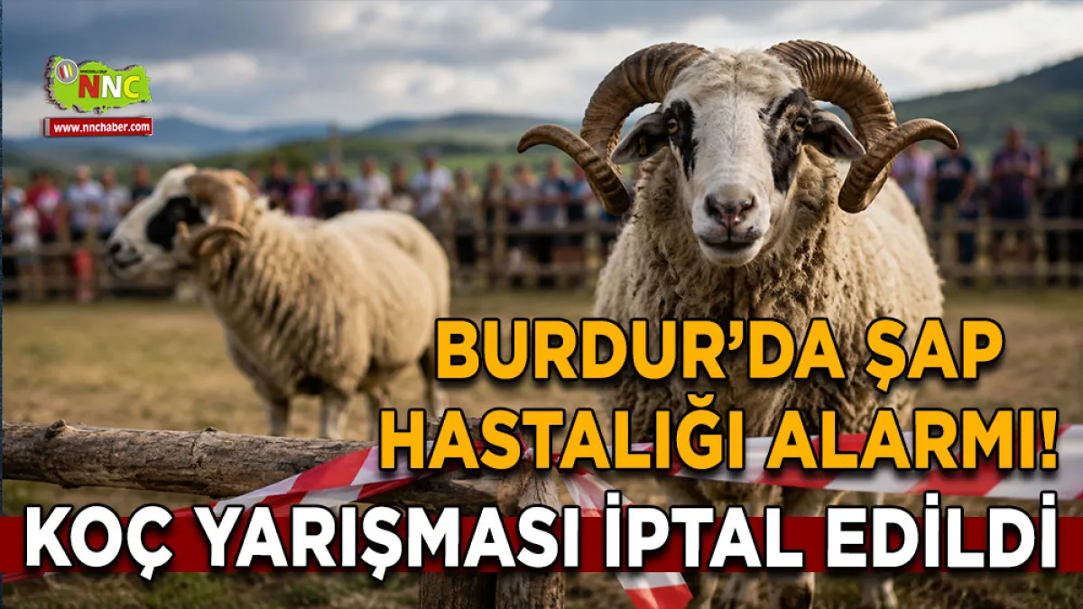Burdur’da şap hastalığı alarmı! Koç yarışması iptal edildi