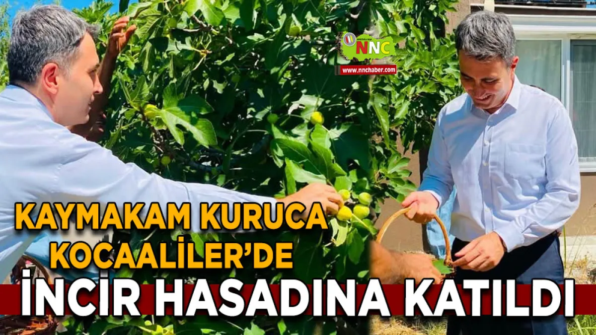 Kaymakam Kuruca Kocaaliler’de incir hasadına katıldı