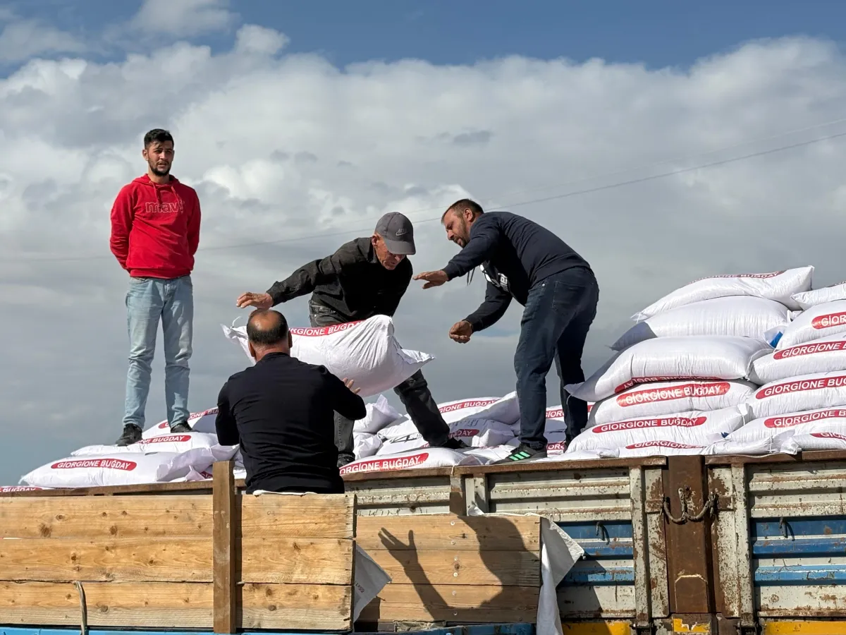 Ankara Sincan Belediyesi’nden Çiftçilere Yüzde 75 Hibeli Buğday Tohumu Desteği