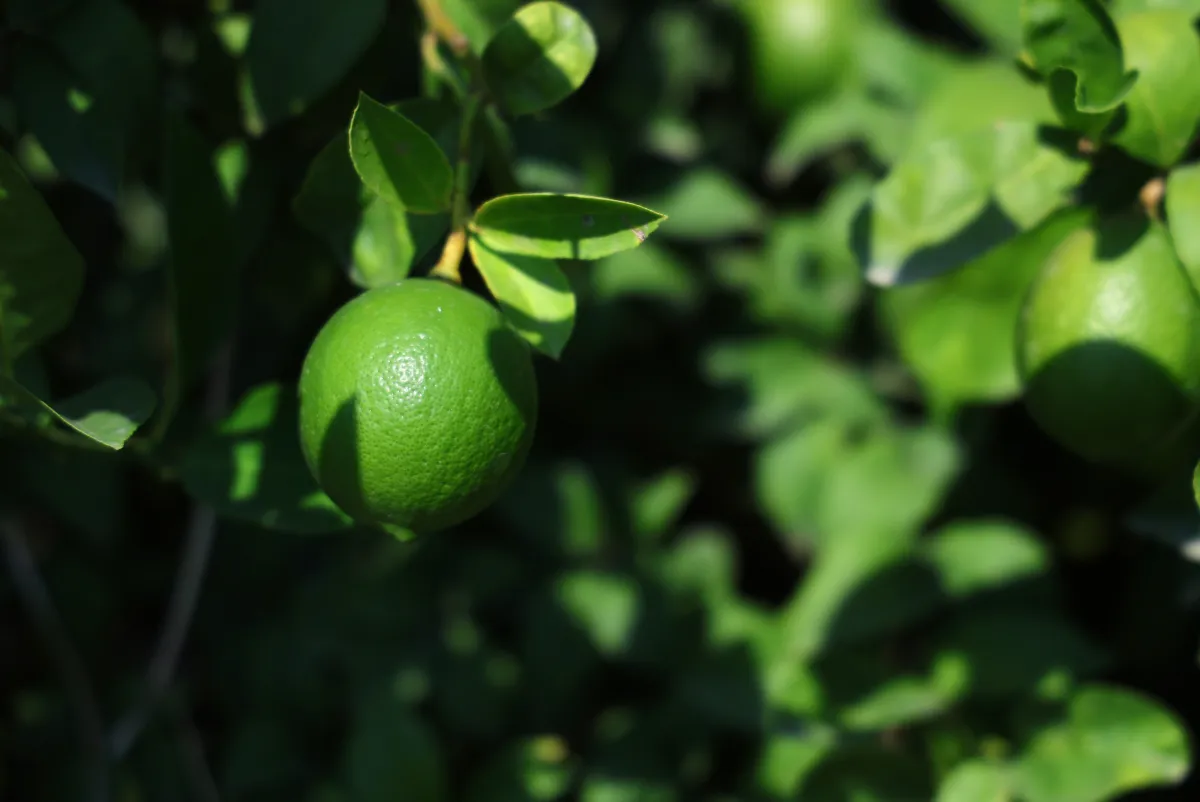 Adana’da Limon Hasadı Başladı! Bahçede 6-12 TL, Market ve Pazarda Kaç Lira?