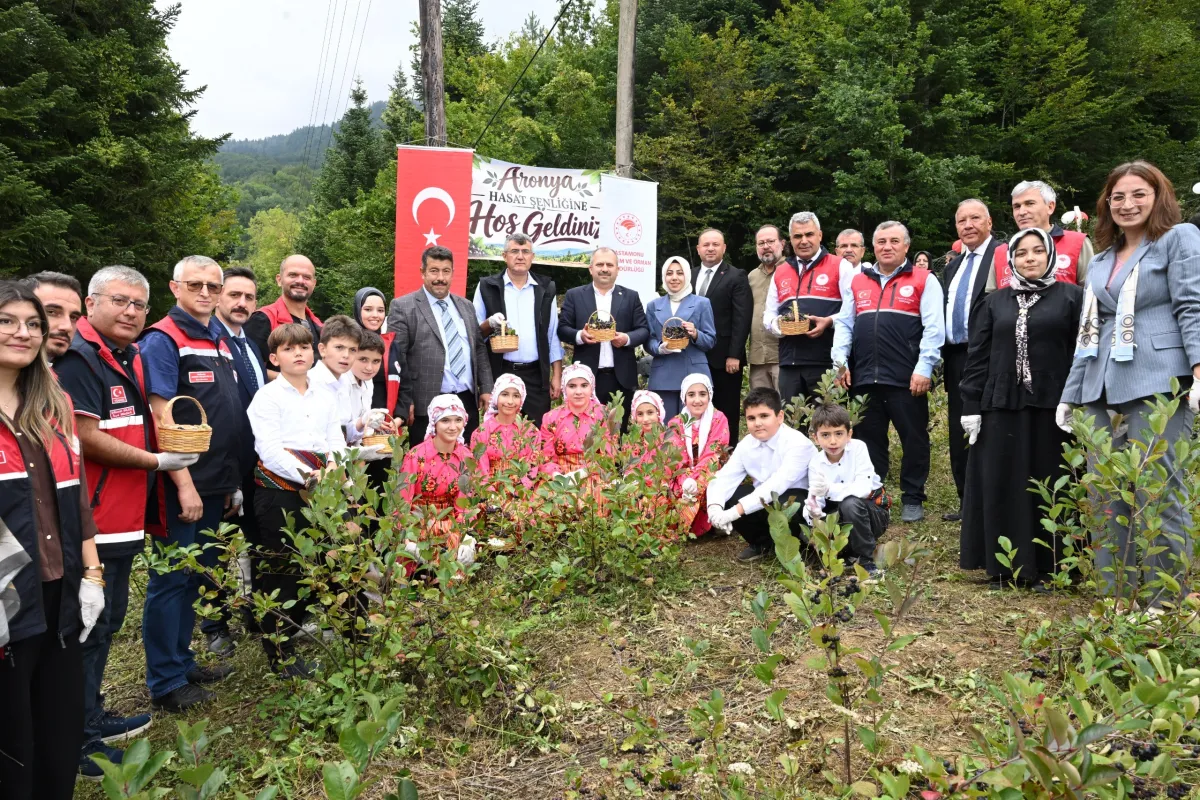 Kastamonu’da Aronya Hasadı Başladı! Aronya Ne İşe Yarar, Faydaları Neler, Kilosu Kaç TL?