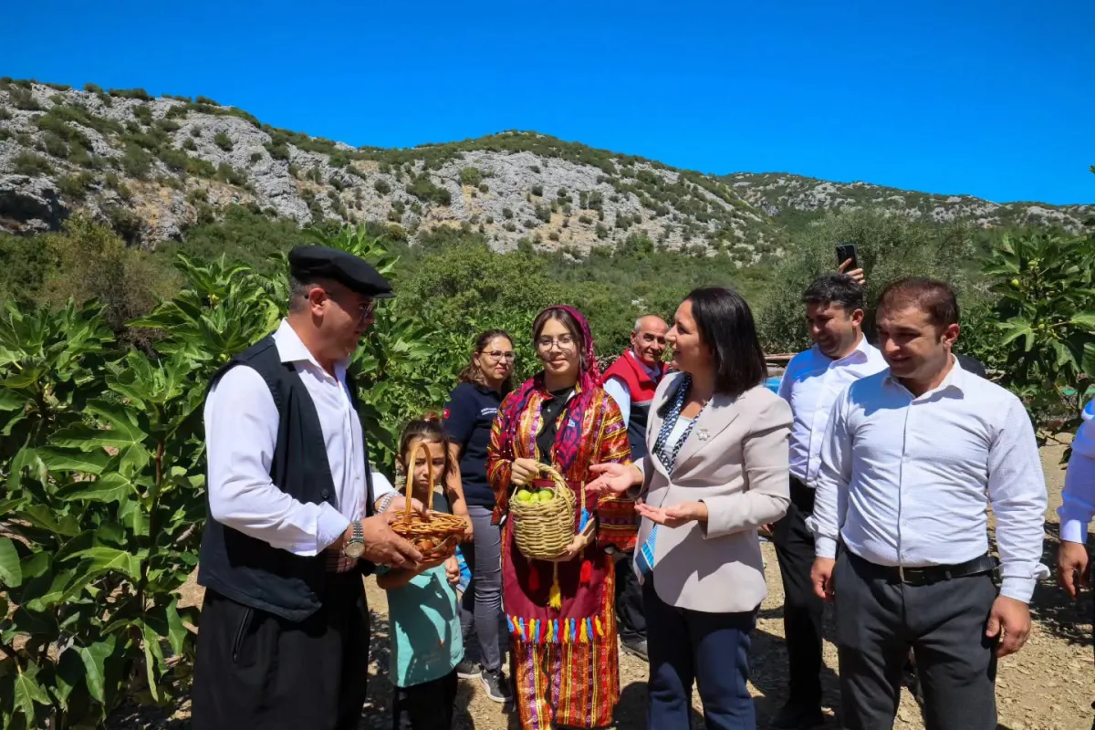Burdur Valisi Tülay Baydar Bilgihan Meşhur Melli İncirini Dalından Topladı