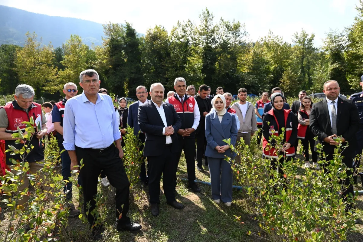 Kastamonu’da Aronya Hasadı Başladı! Aronya Ne İşe Yarar, Faydaları Neler, Kilosu Kaç TL?