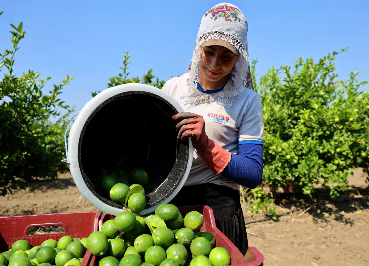 Adana’da Limon Hasadı Başladı! Bahçede 6-12 TL, Market ve Pazarda Kaç Lira?