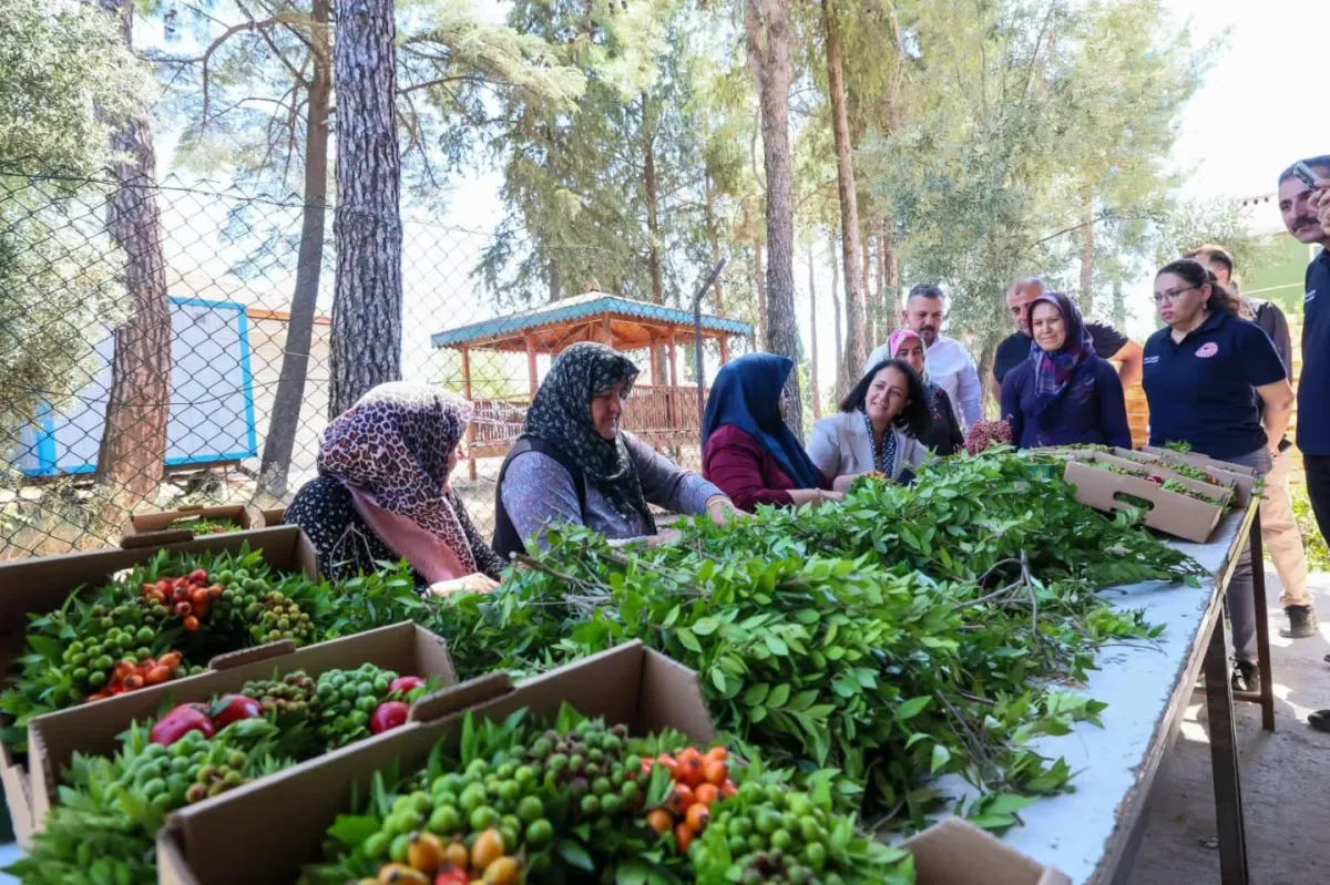 Burdur Valisi Tülay Baydar Bilgihan Meşhur Melli İncirini Dalından Topladı