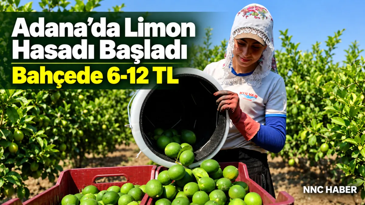 Adana’da Limon Hasadı Başladı! Bahçede 6-12 TL, Market ve Pazarda Kaç Lira?