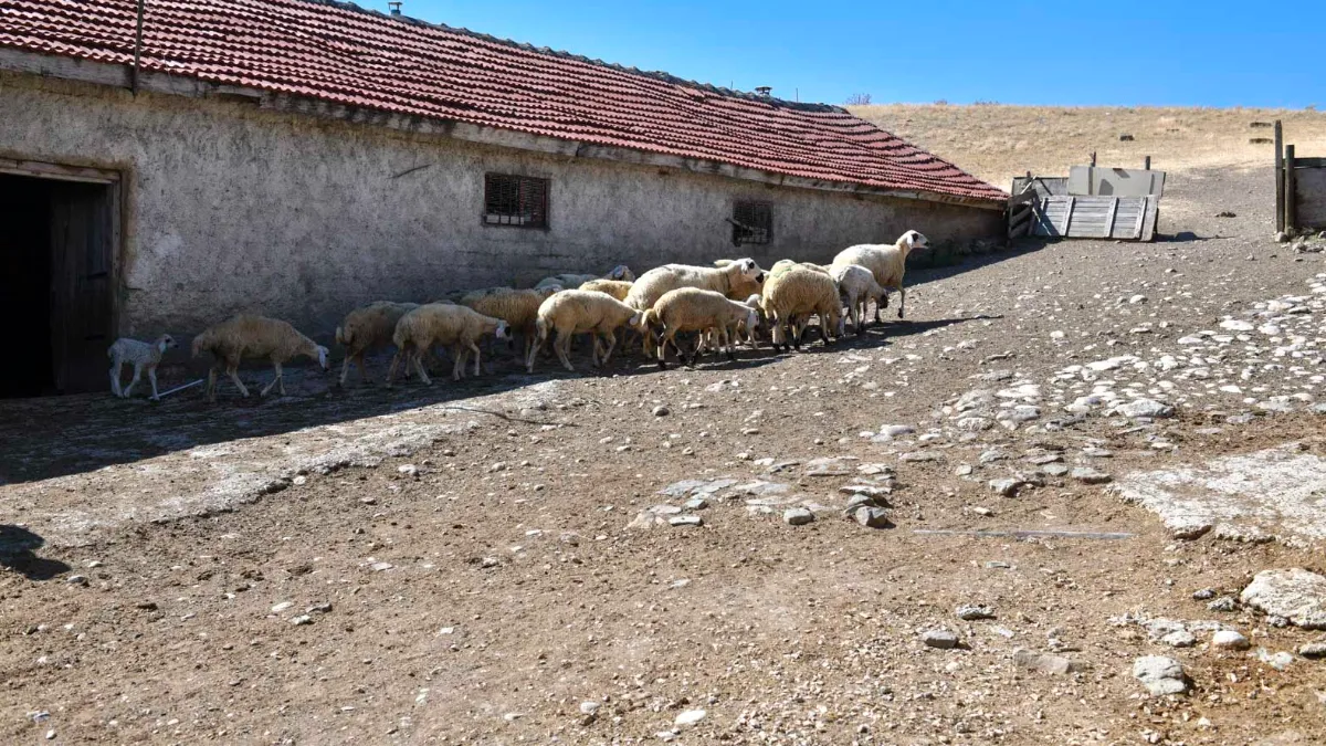 Ankara ABB’den Yetiştiriciye 12,5 Milyon TL’lik Can Suyu: 3 Ayda 18 Bin 159 İşlem