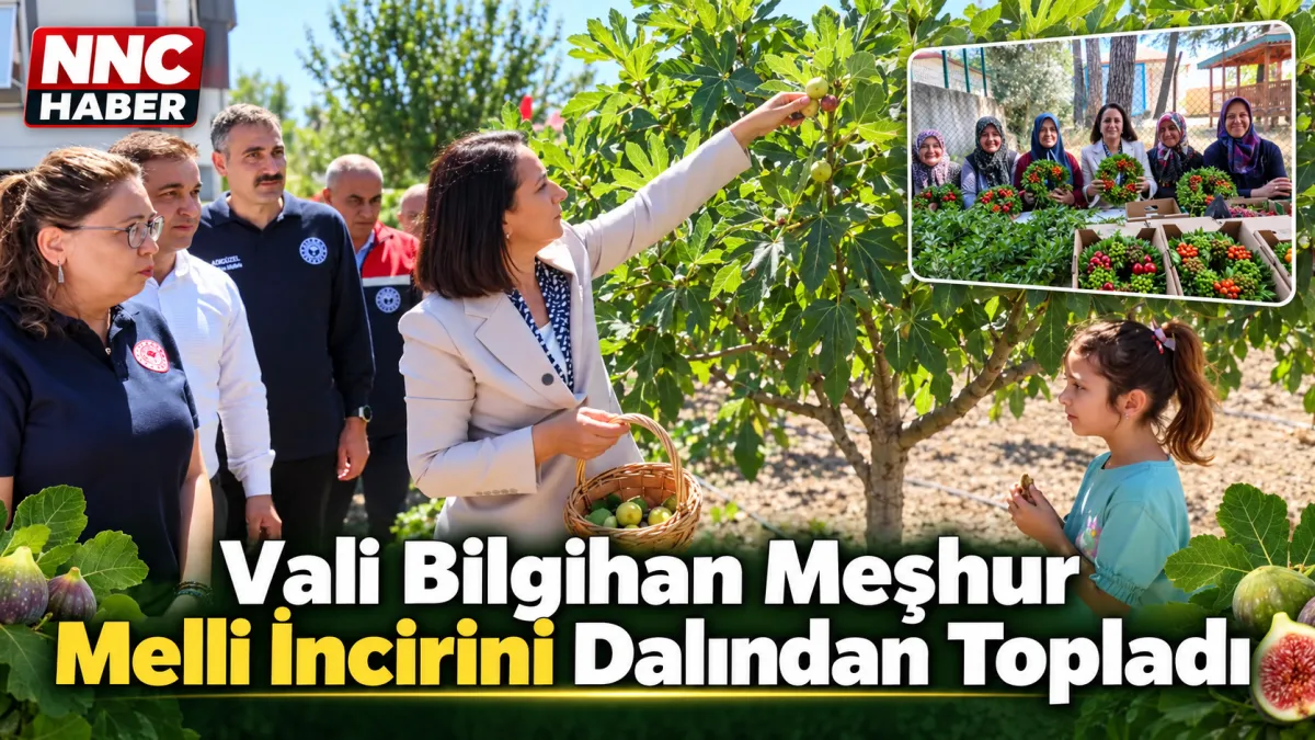 Burdur Valisi Tülay Baydar Bilgihan Meşhur Melli İncirini Dalından Topladı