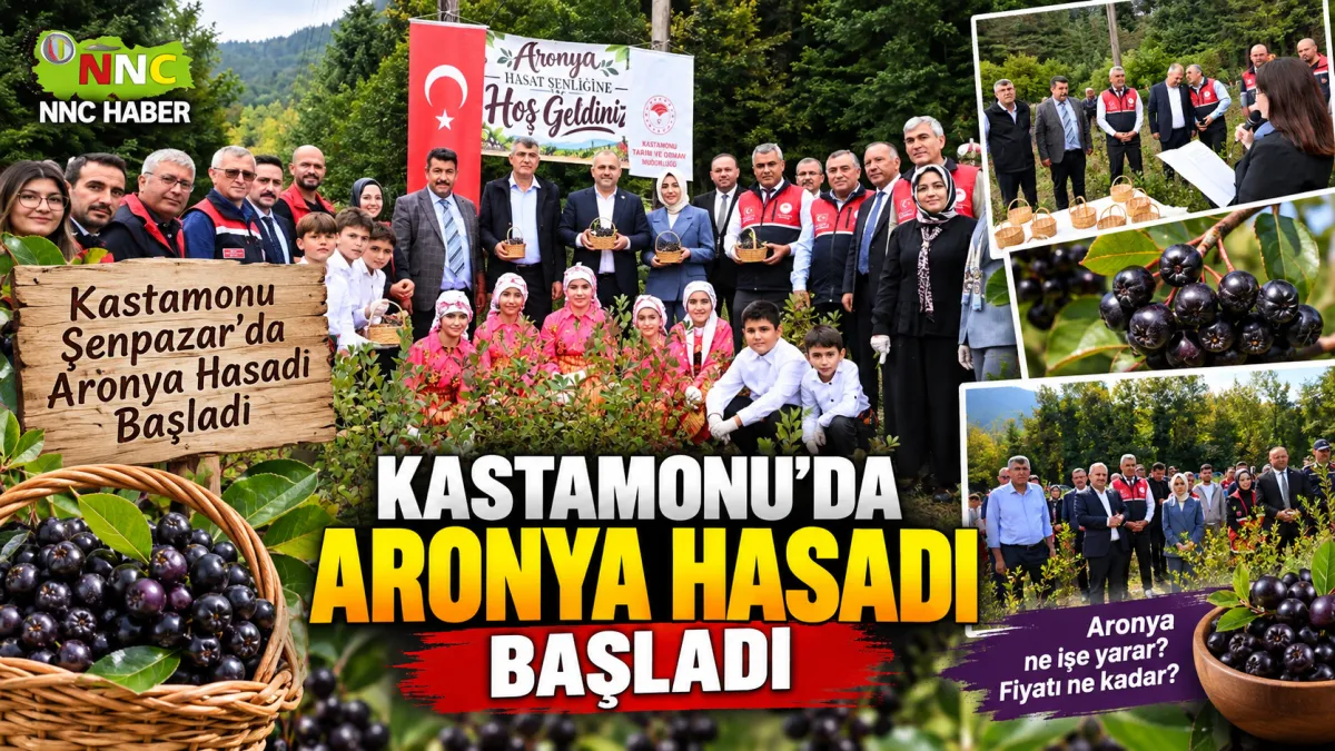 Kastamonu’da Aronya Hasadı Başladı! Aronya Ne İşe Yarar, Faydaları Neler, Kilosu Kaç TL?