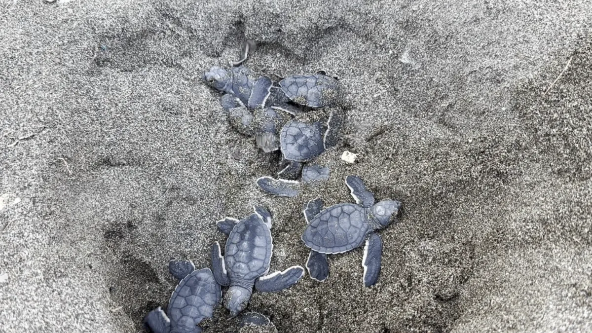 Mersin’de 100 Bin yavru kaplumbağanın akdeniz yolculuğu