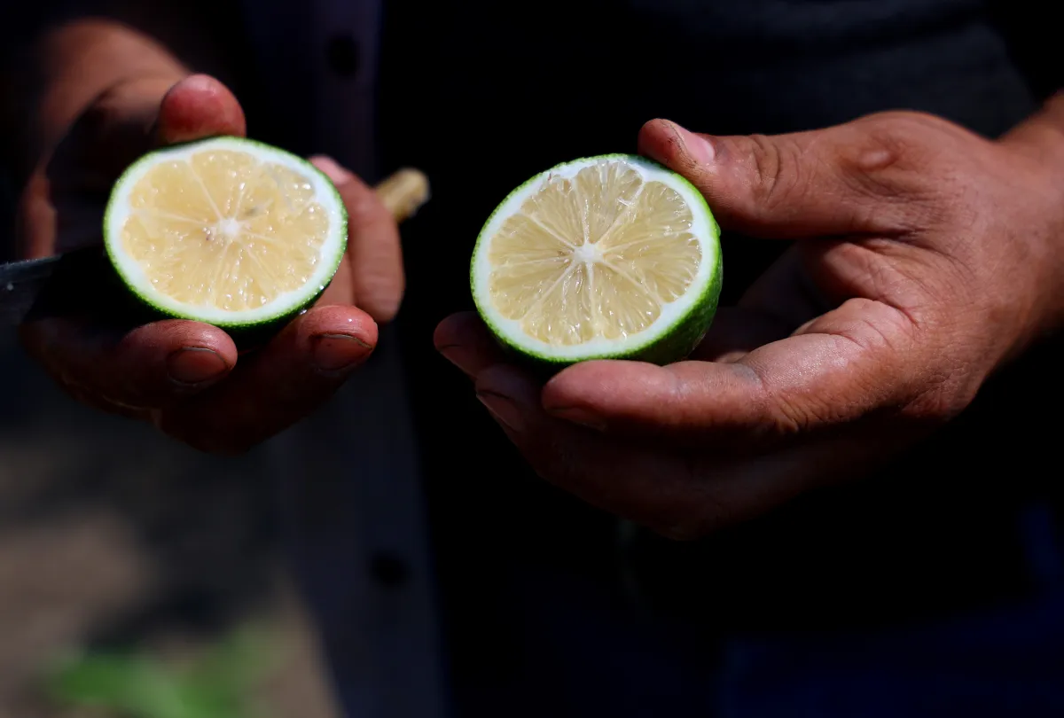 Adana’da Limon Hasadı Başladı! Bahçede 6-12 TL, Market ve Pazarda Kaç Lira?