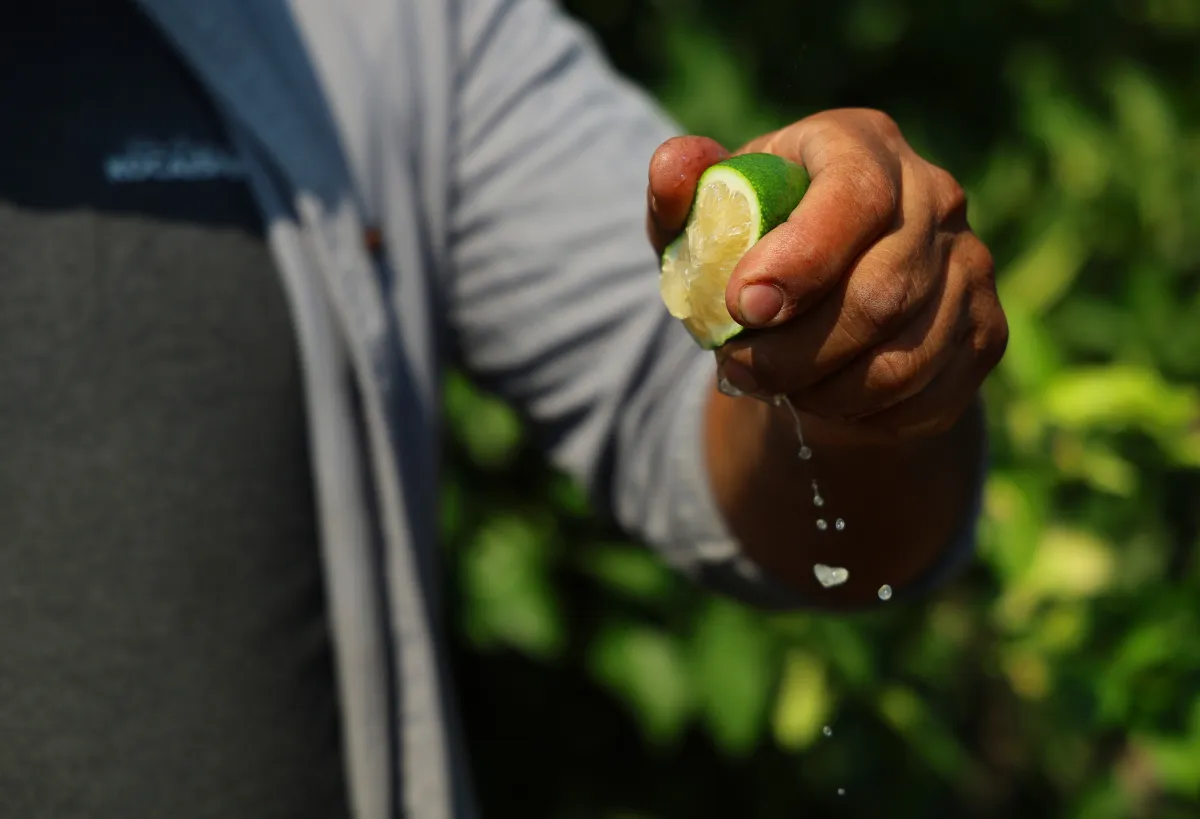 Adana’da Limon Hasadı Başladı! Bahçede 6-12 TL, Market ve Pazarda Kaç Lira?