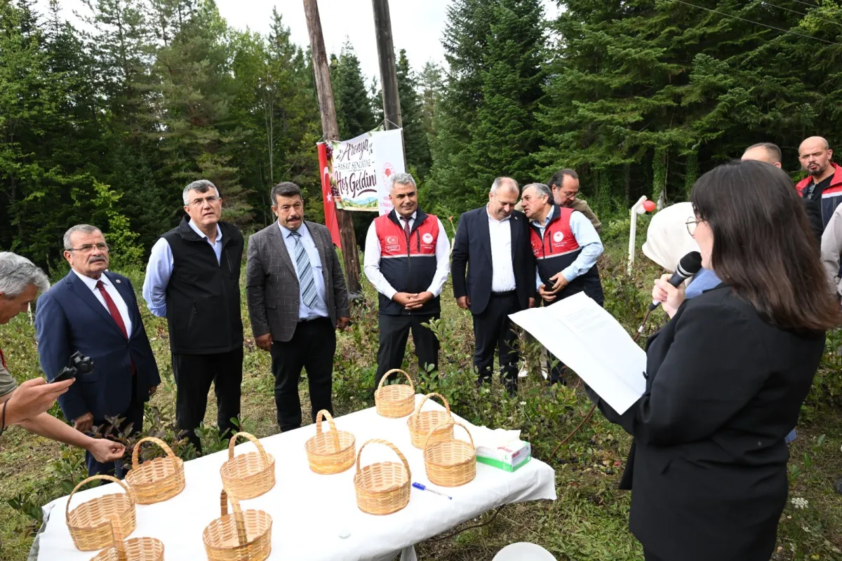Kastamonu’da Aronya Hasadı Başladı! Aronya Ne İşe Yarar, Faydaları Neler, Kilosu Kaç TL?