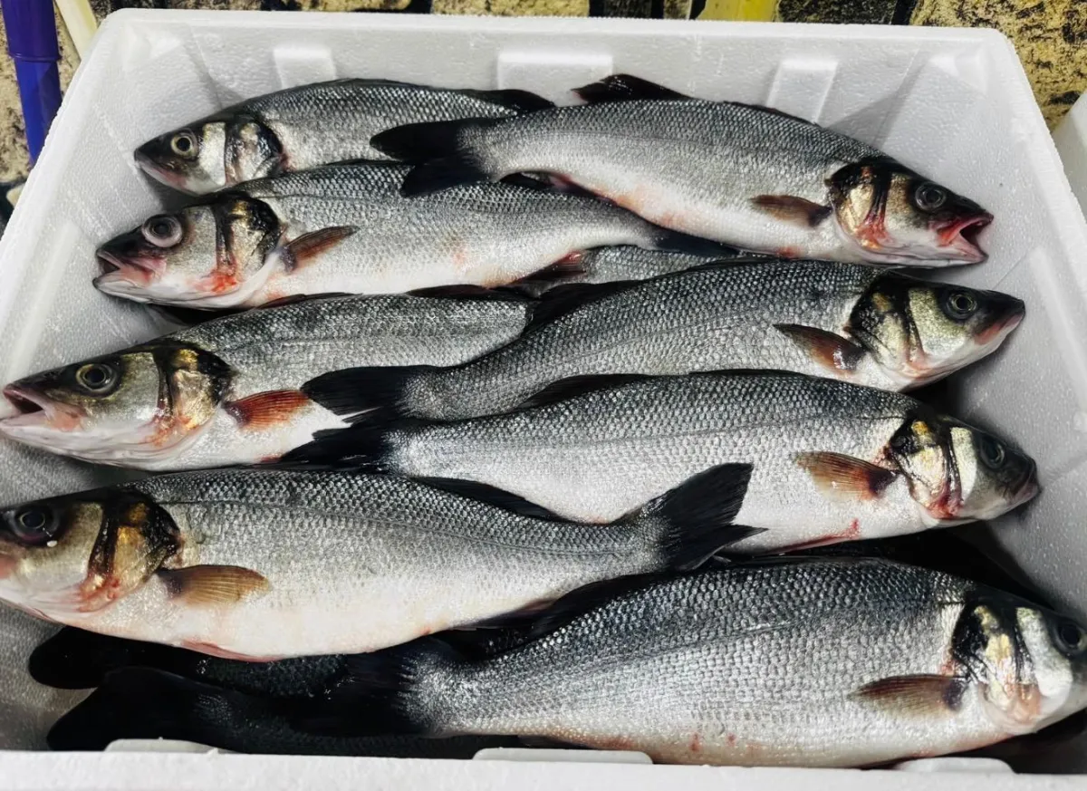 Bucak’ta Balıkseverlere Müjde! 1 Kilo hamsi, salata, meze çeşitleri ve 1 Litre içecek sadece 600 TL