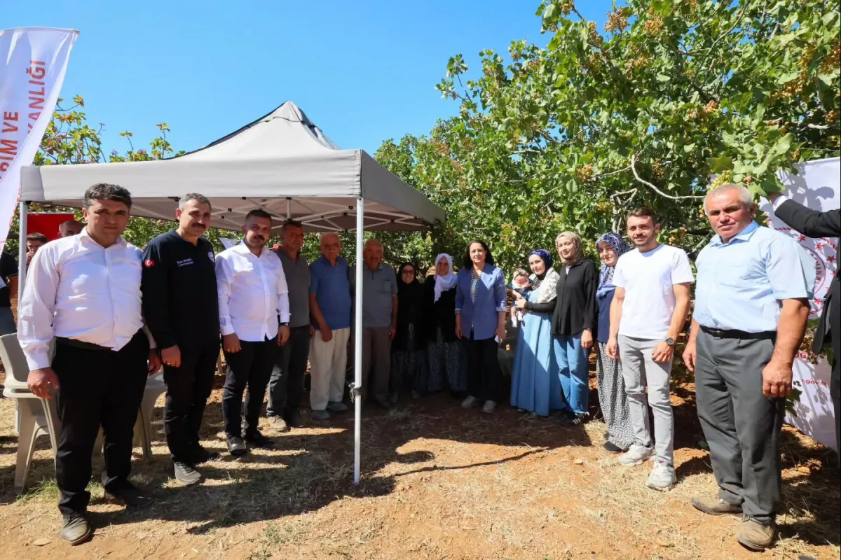 Burdur Valisi Tülay Baydar Bilgihan Meşhur Melli İncirini Dalından Topladı