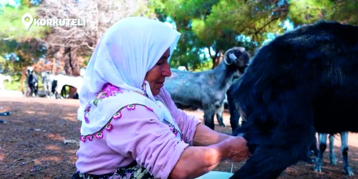 Antalya’nın Peynir Haritası Çıkarılıyor! Korkuteli Peyniri de Envantere Giriyor