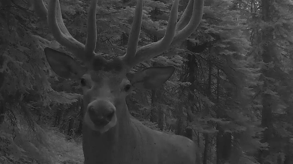 Ilgaz Dağı Milli Parkı'nda Nesli Tehlike Altındaki Türler Fotoğraflandı-Haberler 