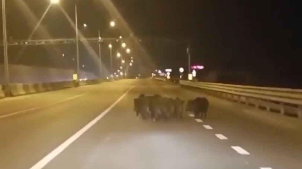 Bursa'da Domuz Sürüsü Trafiği Kilitledi!-Haberler 