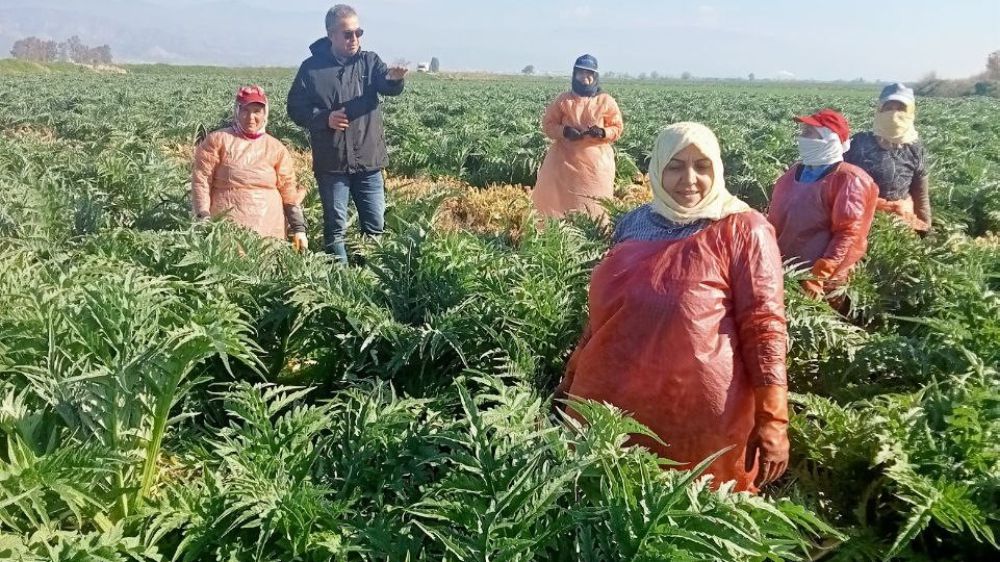  Türkiye Enginar Üretiminin Merkezi Aydın'da Hasat Heyecanı - Haberler 