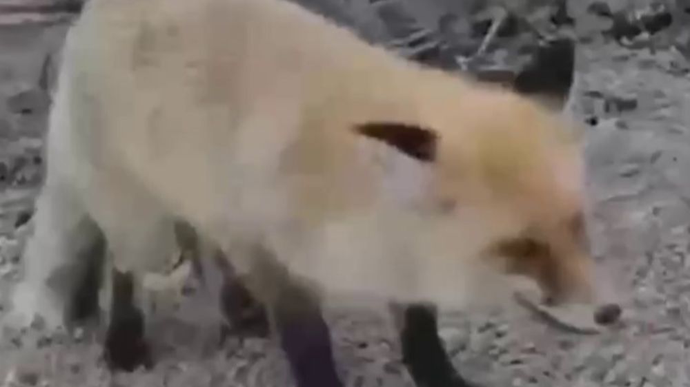 İspir'de Tilki Yavrusu Kraker ve Sucukla Beslendi!-Haberler 