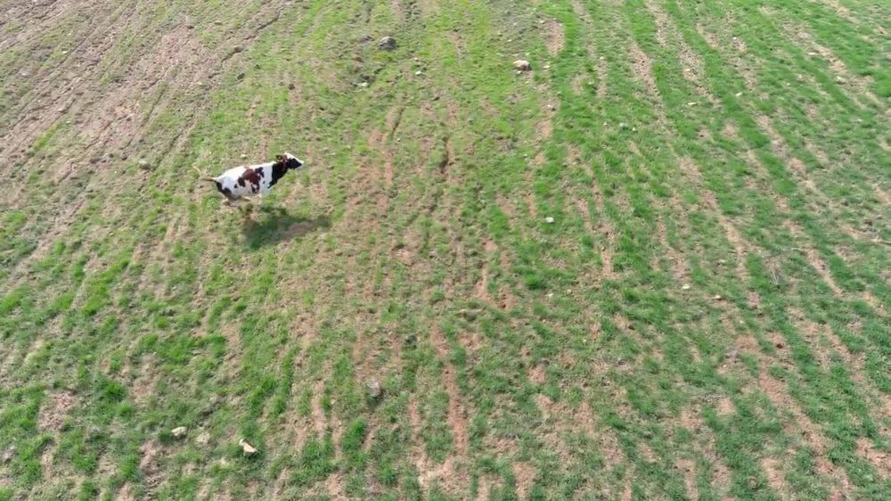 İzmit'te İnek Dronla Kovalandı! İnanılmaz Görüntüler! - Haberler 