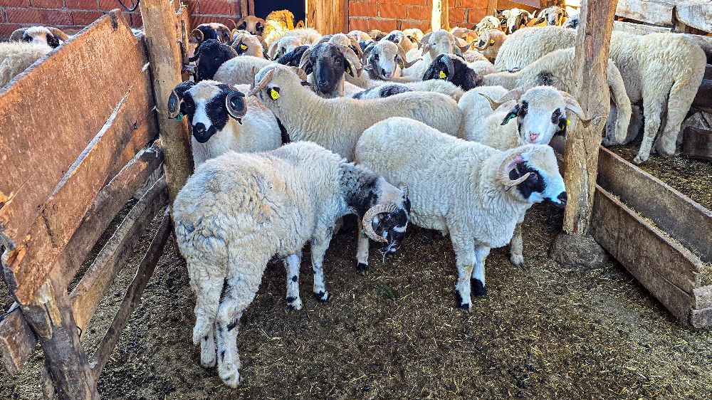 Karayaka Beldesi: Tokat'ın Nadide Koyun Irkının Memleketi-Haberler 