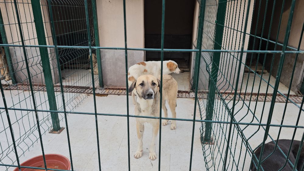 Kastamonu'da Anesteziyle Ölüme Terk Edilen Köpekler Kurtarıldı!-Haberler 