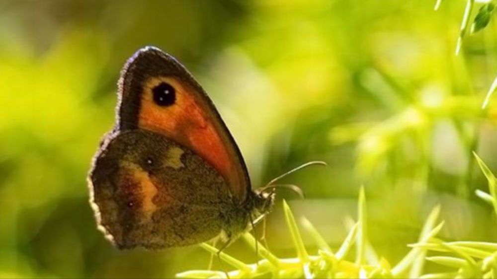 Doğa Harikası Akdağ'da Kelebeklerin Dansı - Haberler