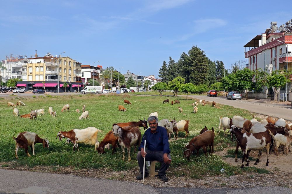 Büyükşehir içinde köy hayatı, hayran bırakıyor