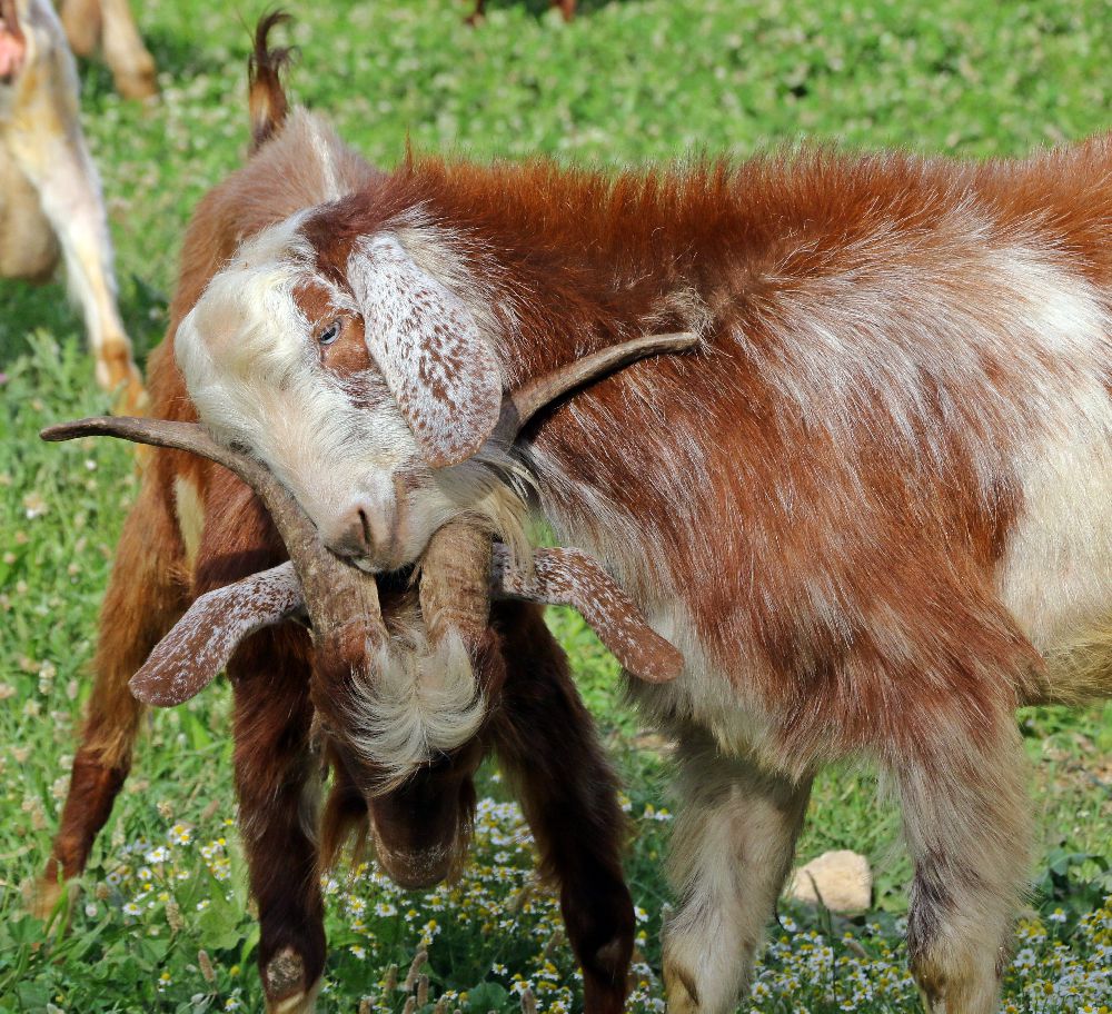 Antalya'nın lüks keçileri, turistleri ve vatandaşları hayran bırakıyor