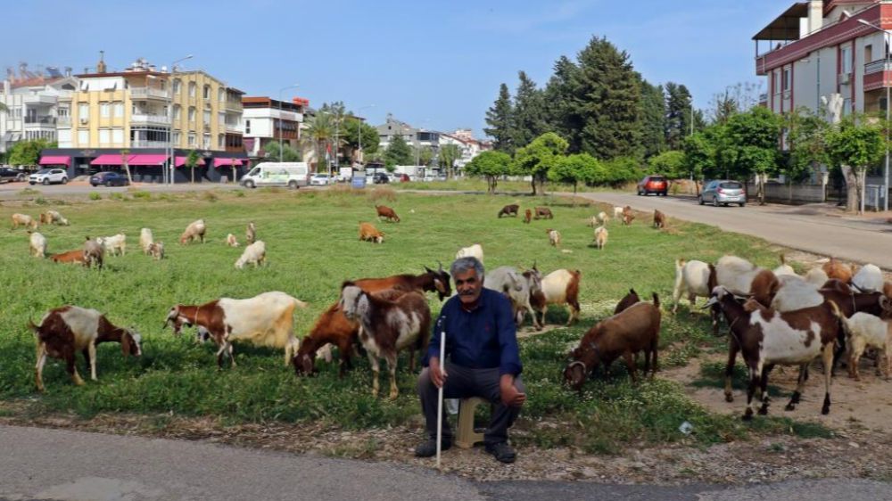 Antalya'nın lüks keçileri, turistleri ve vatandaşları hayran bırakıyor